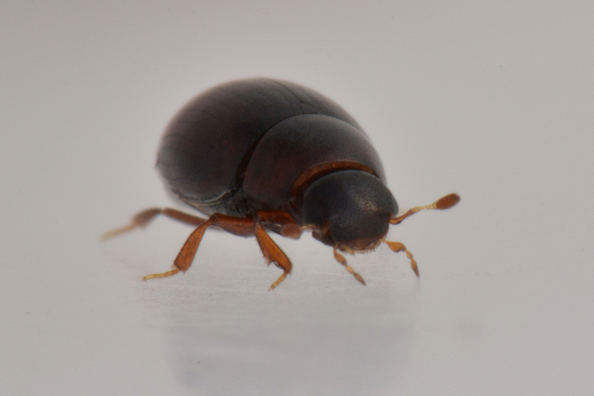 Hydrophilidae: Cercyon convexiusculus?